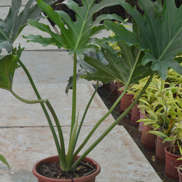 Kúpte si izbové rastliny noida online